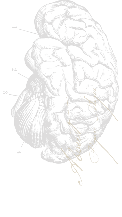 illus_Brain-About